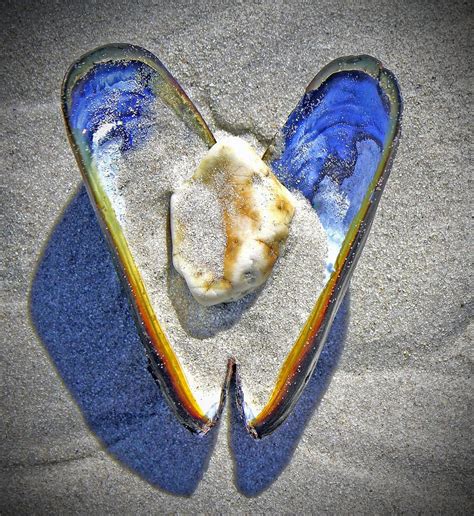 Coquillage Photographie De Sable Les Sables La Photographie