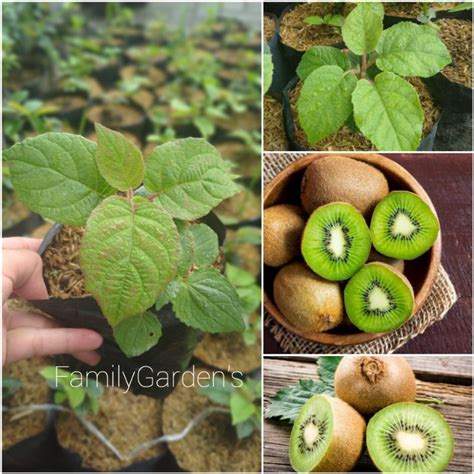 Jual Bibit Tanaman Buah Kiwi Original Shopee Indonesia