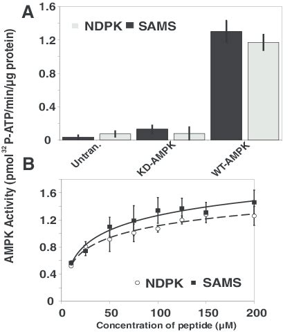 In Vitro Ampk Kinase Assays Demonstrate Similar Kinetics And Affinity