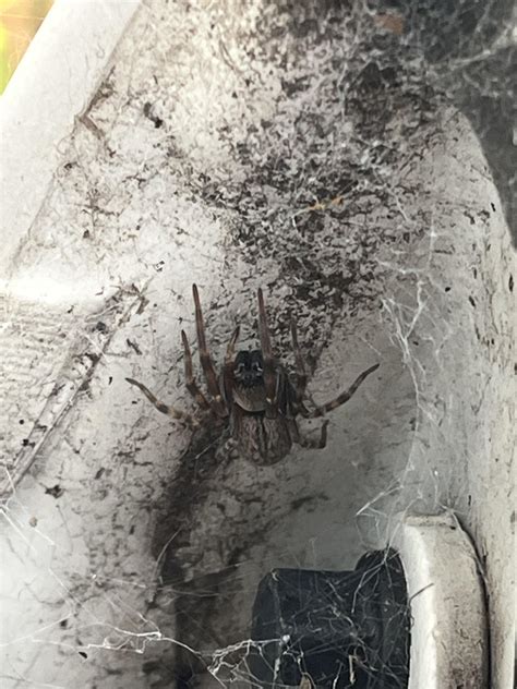 Can someone please help me identify this spider? 🕷️ (Australia) : r/spiders