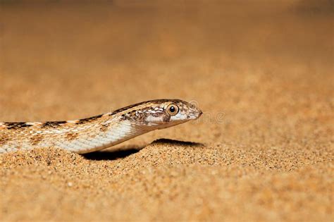 Awl Headed Snake Lytorhynchus Diadema Emerging Out Of Sand Desert