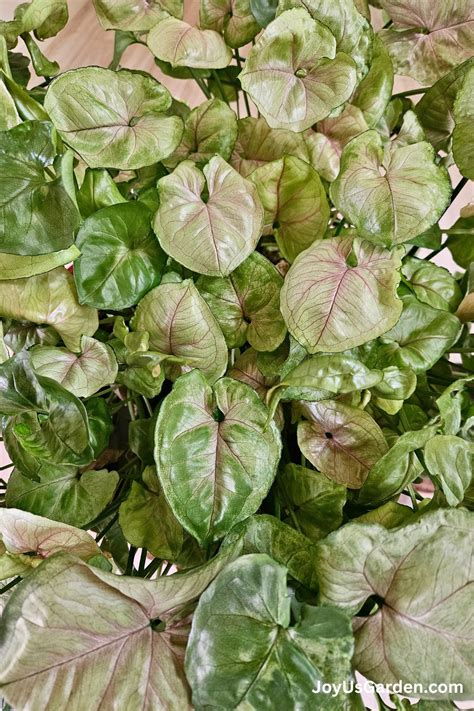 Arrowhead Plant Care Syngonium Growing Tips