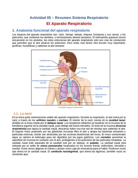 Sistema Respiratorio Resumen Sistema Respiratorio Fisiologia Images