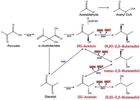 Synthesis And Metabolism Of Acetoin And 2 3 Bd The Essential Microbial Download Scientific