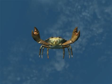 Skyrimjuvenile Mudcrab The Unofficial Elder Scrolls Pages Uesp