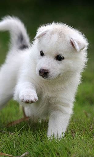 🔥 [50+] 3D Puppy Wallpapers | WallpaperSafari