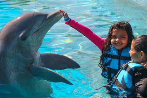 Cuánto Cuesta Nadar Con Delfines En Vallarta Aquaventuras Blog