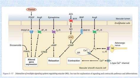 Receptor Desensitization And Regulation Of Receptors Diseases