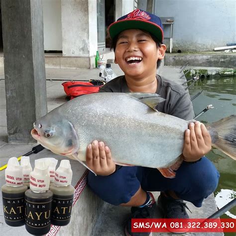 Cara Budidaya Ikan Bawal Di Kolam Terpal Bikin Ikan Bahagia