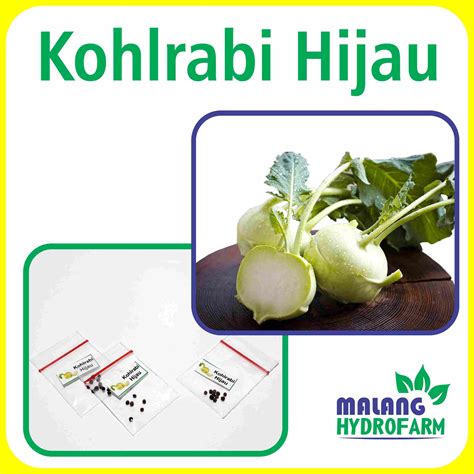 Benih Kohlrabi Hijau Unggulan Berkualitas Biji Bibit Repack Kol Kubis