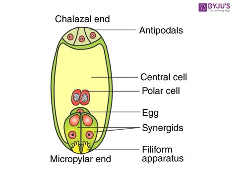 Ncert Exemplar Solutions Class 12 Biology Chapter 2 Sexual Reproduction In Flowering Plants