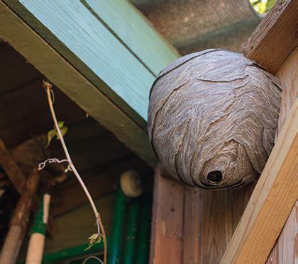 Common Areas For Wasp Nests