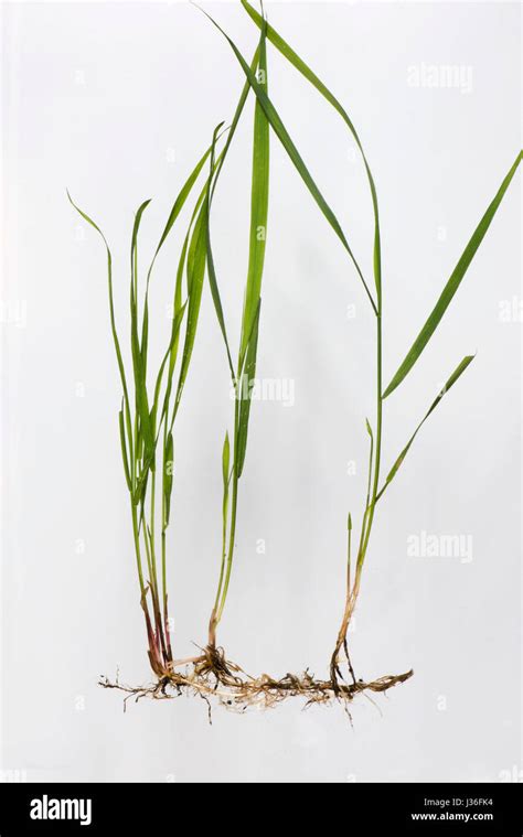 Common couch, Elymus repens, shoots and roots from underground rhizomes