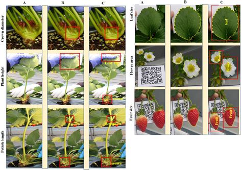 Frontiers Development Of A Deep Learning Phenotyping Tool For