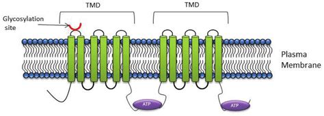 P-gp structure: The core structure of P-gp includes two homologous ...