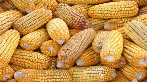 Exploring The Difference Non Gmo Corn Vs Genetically Modified Corn