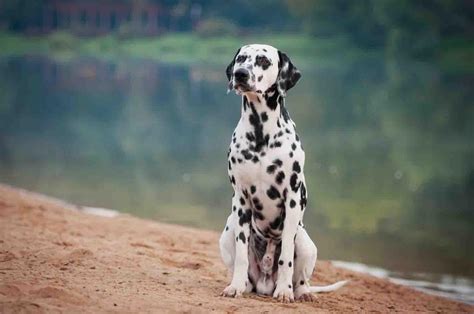 Dalmatian Wallpapers Top Free Dalmatian Backgrounds Wallpaperaccess