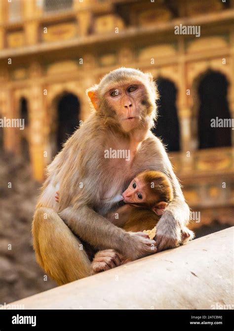 The Monkey temple in Jaipur, India Stock Photo - Alamy