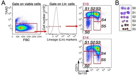 CD71 Ter119 Erythroid Subsets In Mouse Fetal Liver A Gating Strategy