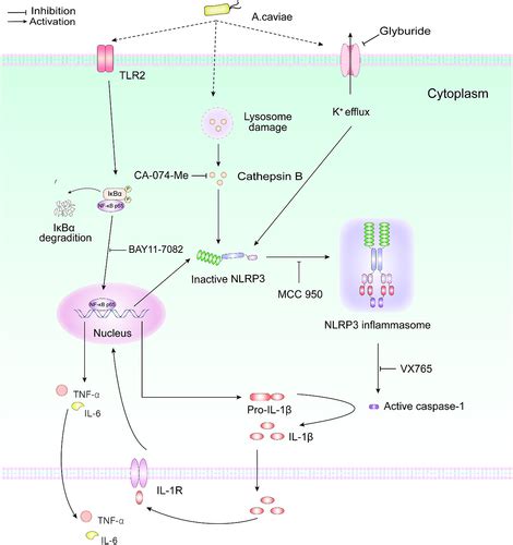 Full Article A Caviae Infection Triggers Il Secretion Through