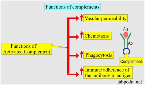 Complement C3 And C4 Acute Phase Protein