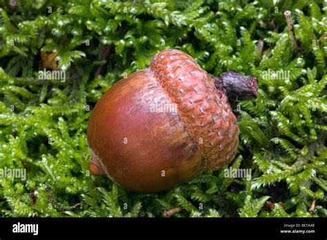 English Oak Tree Quercus Robur Acorn On Moss Belgium Stock Photo Alamy