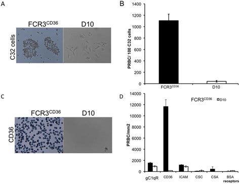 Binding Assay On C32 Melanoma Cells A P Falciparum D10 Mature Stages