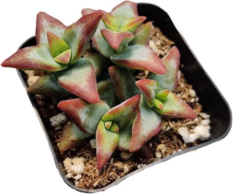 Foliagems Live Cactus Succulent Plants From Uskc 2”pot Crassula Conjuncta Patio