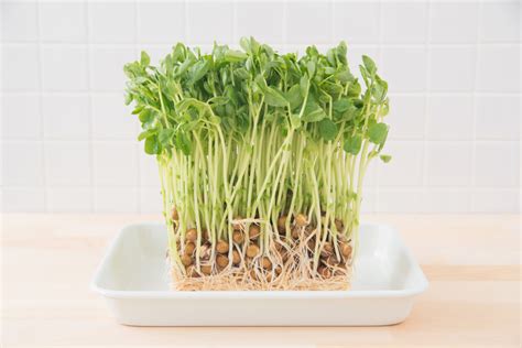 野菜たっぷり、お腹も満たせて健康的！ 栄養バランスがいい豆苗を使った鍋レシピ3選ダイエット、フィットネス、ヘルスケアのことならfytte フィッテ