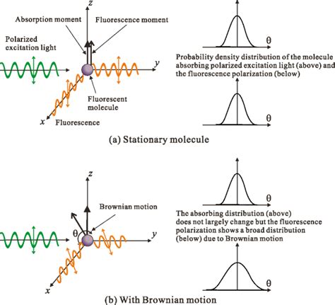 Schematic Of The Relationship Between The Polarized Excitation Light