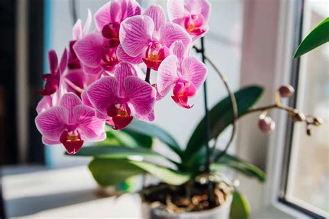 Can Orchids Survive Winter Outside