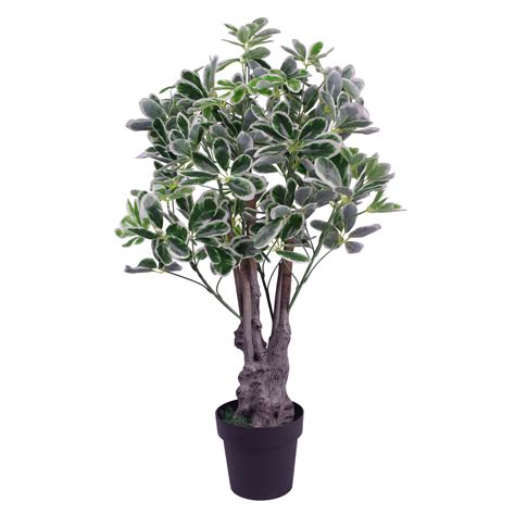 Indoor Umbrella Tree - corruptheroine