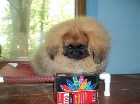 Photo Gallery Happy Tail Pekingese