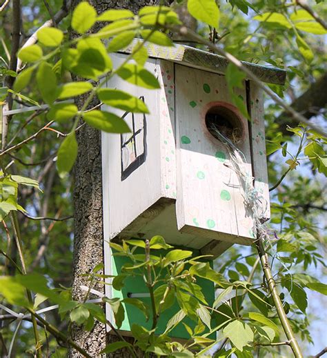 How To Attract Birds To A Birdhouse Birding Deport