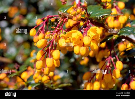 Orange Berberis Flowers Hi Res Stock Photography And Images Alamy