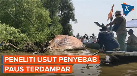 Paus Balin Ditemukan Mati Terdampar Di Pantai Kejawan Tambak Surabaya