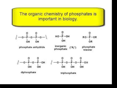 Phosphate Functional Group Example