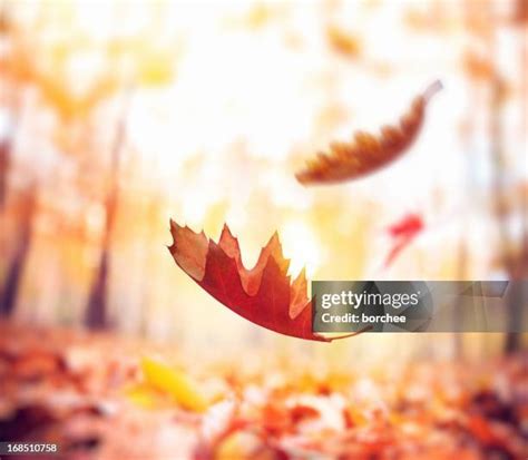 2,566 Animated Falling Leaves Stock Photos, High-Res Pictures, and ...