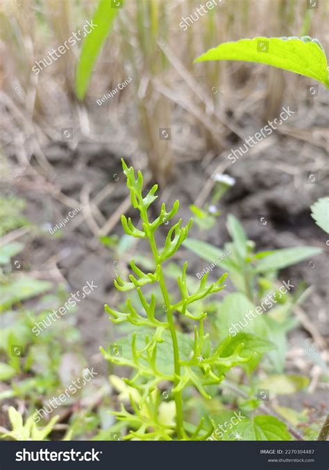 Ceratopteris Thalictroides Commonly Known Water Sprite Stock Photo