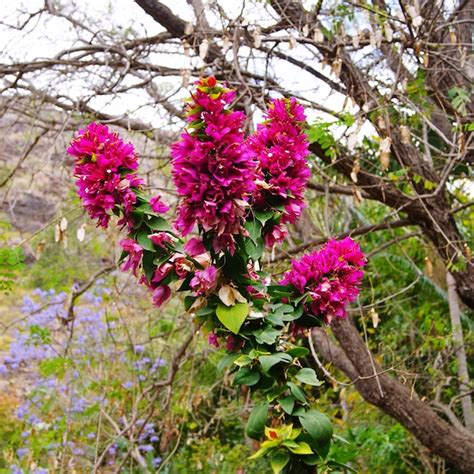 Premium Photo Pink Flowers Blooming On Tree