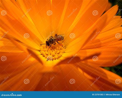 Abeja Que Recoge El Polen Foto De Archivo Imagen De Brillante