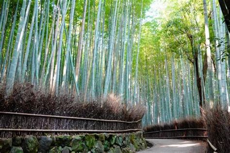 免費照片 京都嵐山嵯峨野竹林小徑和陽光