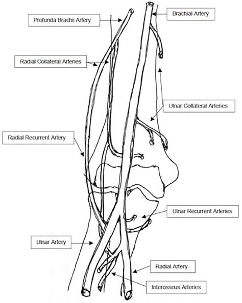 Vascular Anatomy Of The Elbow Region Download Scientific Diagram