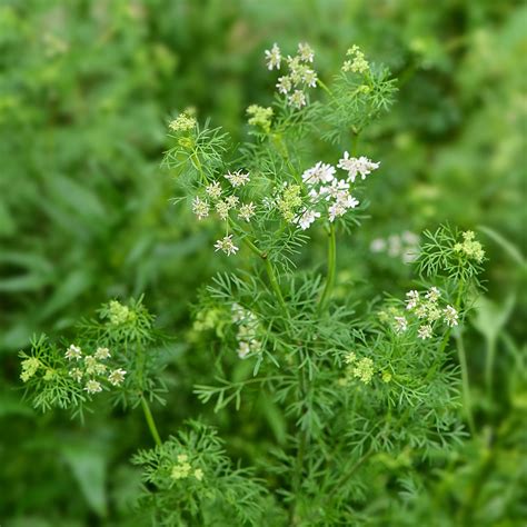 Coriandrum Flower Leaf Care Uses Picturethis