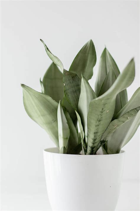 SNAKE PLANT DIAGNOSE & TREATMENT Archives - The Healthy Houseplant