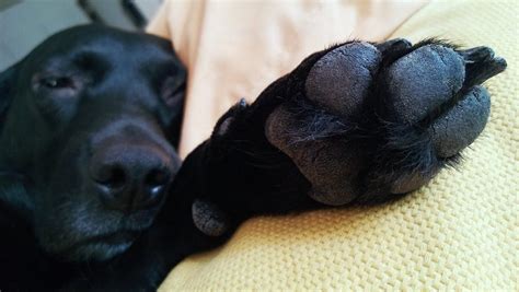 Dogs With Webbed Feet: Meet The Super-Swimmer Dog Breeds