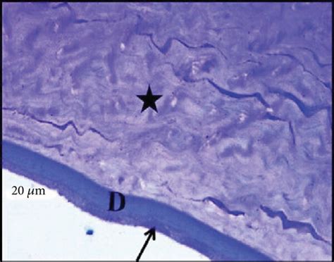 Photomicrographs Of Semithin Sections In The Rat Cornea Showing Group I