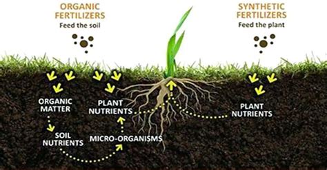 Inorganic Fertilizer Examples