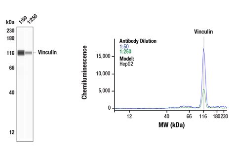 Vinculin Antibody | Cell Signaling Technology