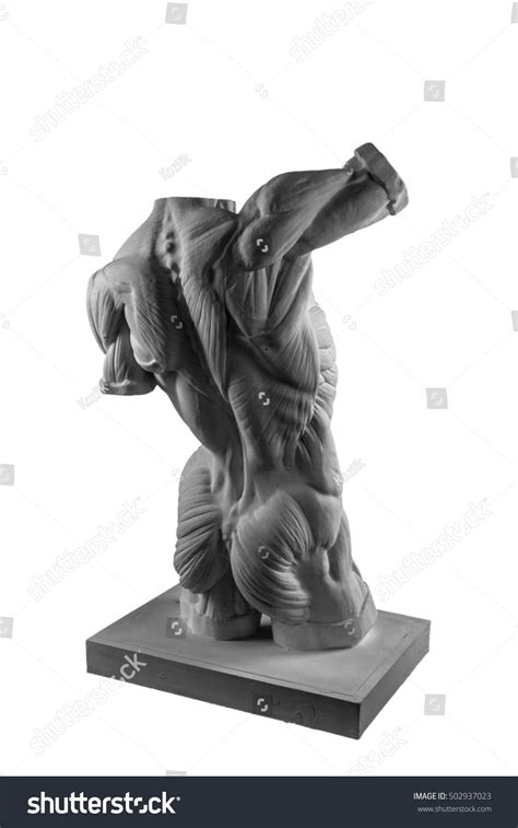 Plaster Statue Naked Man Torso Anatomical Stock Photo 502937023 Shutterstock